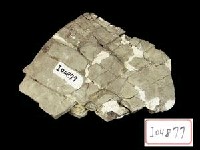 藏品(犀肋骨)的圖片